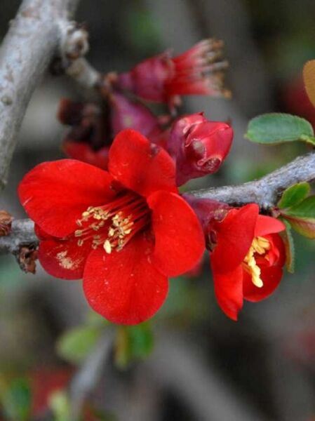 Chaenomeles superba 'Etna' / Zierquitte 'Etna'