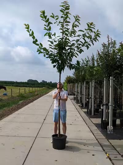 Prunus avium 'Lapins' / Süßkirsche 'Lapins' Hochstamm 12-14 StU im Container, junger Baum mit grünem Laub und Stamm