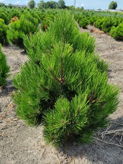 Pinus heldreichii 'Compact Gem' (Kompakte Schlangenhautkiefer) Zwerg-Schlangenhautkiefer 50-60 cm m. B., kompakter Nadelstrauch im Feld
