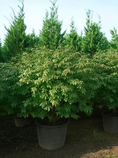 Niedriger Korkspindelstrauch Euonymus alatus 'Compactus', 100–125 cm, im Container C35 mit dichtem grünen Laub.