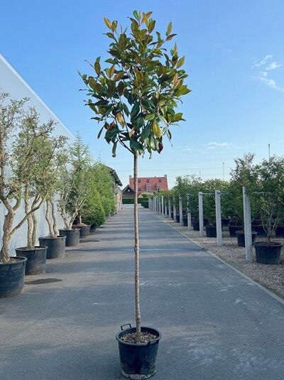 Großblütige Magnolie 'Galissonière' - Magnolia grandiflora 'Galissonière'