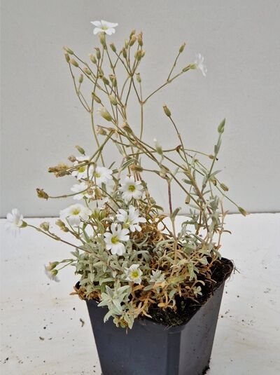 Filziges Teppich-Hornkraut 'Silberteppich' (Cerastium tomentosum) P9 im Topf, silbrig-filzige Triebe mit weißen Blüten.