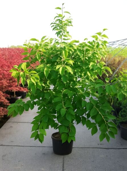 Halesia carolina (Schneeglöckchenbaum) 175-200 cm C20, mehrstämmiger Strauch im schwarzen Pflanztopf mit grünen Blättern.