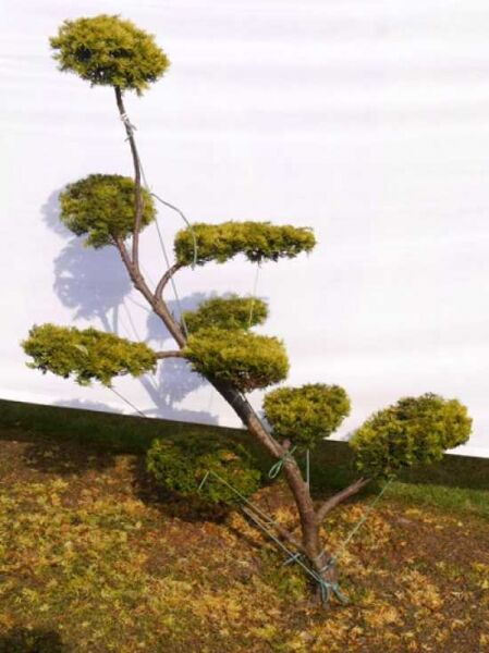 Taxus baccata 'Semperaurea' H: 120 cm B: 120 cm / Garten-Bonsai (0043)