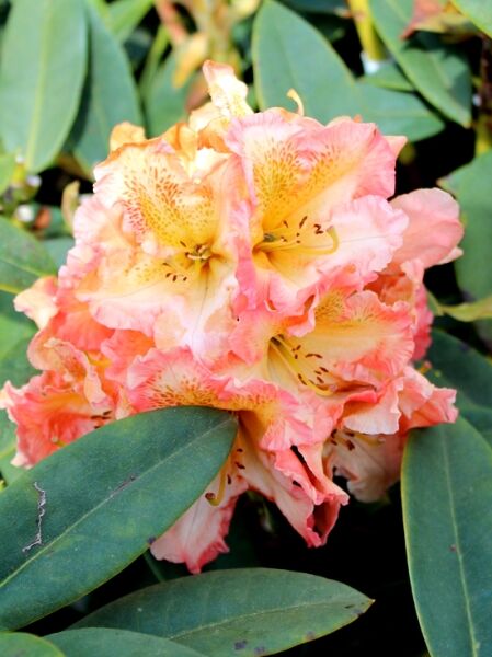 Rhododendron 'Sun Fire' / Rhododendron Hybride 'Sun Fire'