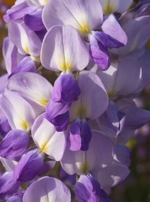 chinesischer Blauregen 'Prolific' Stmmchen - Wisteria sinensis 'Prolific'  Stmmchen