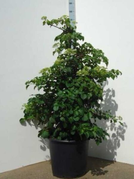 Kletter-Hortensie / Hydrangea anomala petiolaris