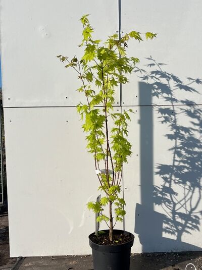 Goldahorn Jordan (Acer shirasawanum 'Jordan') 60–80 cm C5 im Topf, schlanker Stamm mit gelbgrünen, gelappten Blättern.