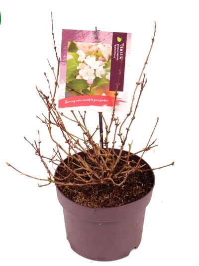 Kalmien-Deutzie / Deutzia kalmiiflora