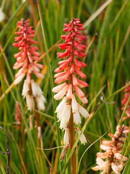 Fackellilie 'Orange Vanilla Popsicle ®' / Kniphofia uvaria 'Orange Vanilla Popsicle ®'
