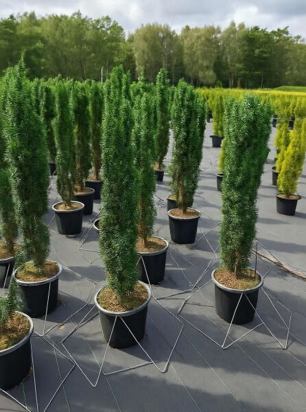 Taxus baccata 'Fastigiata Robusta' / Schmale Säulen-Eibe 100-125 cm C12, schlank säulenförmig im Container auf Baumschulfläche.