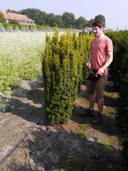 Taxus baccata 'David' / Gelbe Säulen-Eibe 'David' 150-175 cm, säulenförmiger Nadelstrauch im Feldbestand mit Drahtballen (m. Db.)