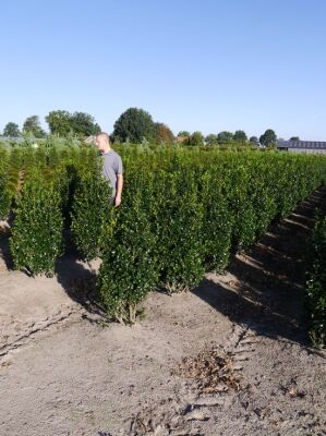 Stechpalme 'Heckenfee' - Ilex meserveae 'Heckenfee' - Baumschule NewGarden