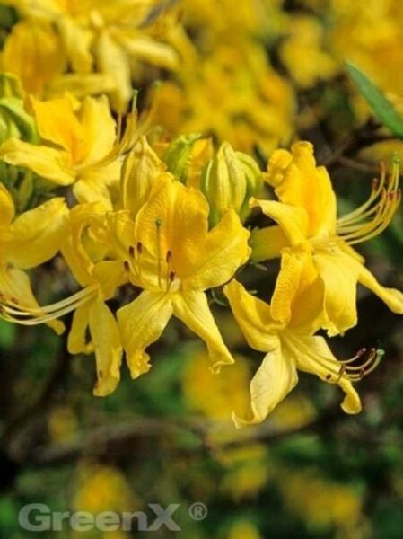 Azalea luteum (Knap-Hill) / Laubabwerfende Azalee luteum