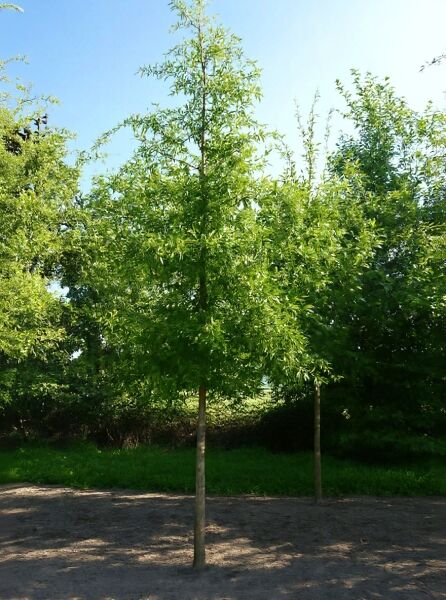 Quercus phellos (Weiden-Eiche), Hochstamm 20-25 StU mit Drahtballen, schlanker Stamm, lockere Krone mit schmalen Blättern.