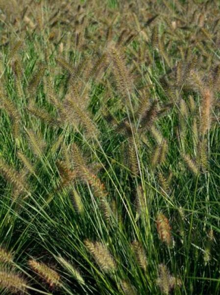 Federborstengras 'Compressum' / Pennisetum alopecuroides 'Compressum'