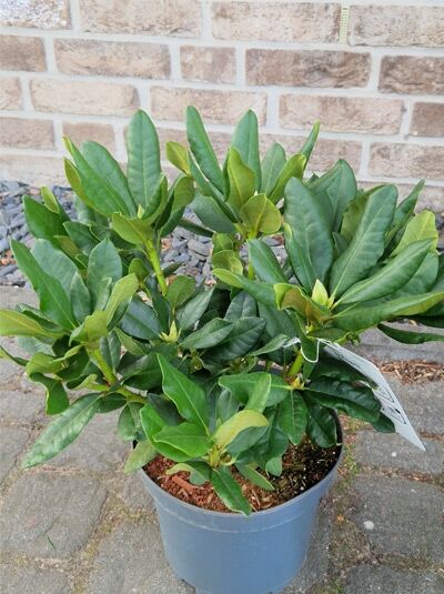Rhododendron Hybride 'Le Progrès' / Rhododendron 'Le Progrès' 30-40 cm C5, grüner Strauch im Topf mit dichtem Laub