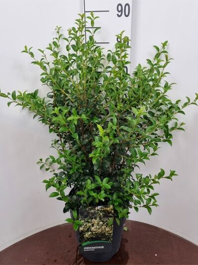Frhlings-Duftblte - Osmanthus burkwoodii - Baumschule NewGarden