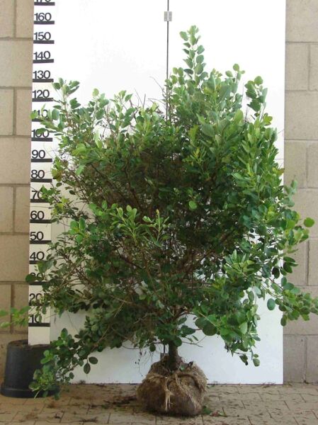 Perückenstrauch 'Young Lady' (Cotinus coggygria 'Young Lady') 125–150 cm, mehrtriebiger Strauch mit grünem Laub, mit Ballen.