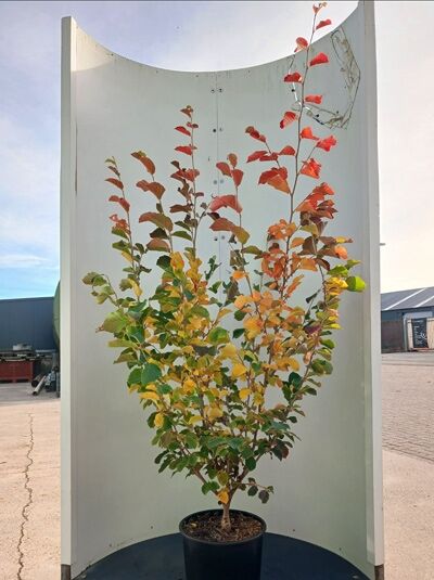 Hamamelis vernalis 'Amethyst' / Zaubernuss 'Amethyst' 150-175 cm C20, mehrstämmiger Strauch im Container mit Herbstlaub.