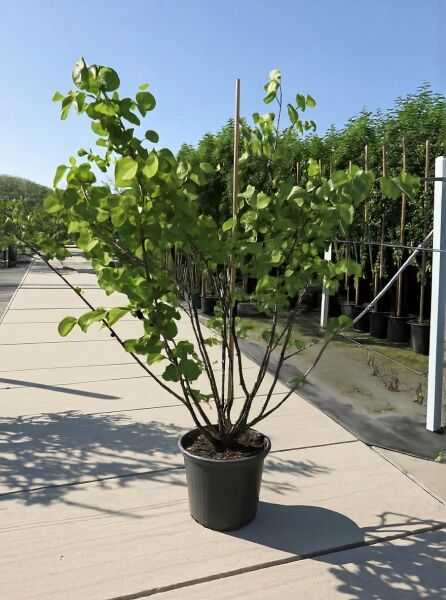 Cercis siliquastrum (Gewöhnlicher Judasbaum/Herzbaum) 150-175 cm C50, mehrstämmiger Strauch im Topf mit grünen Blättern.