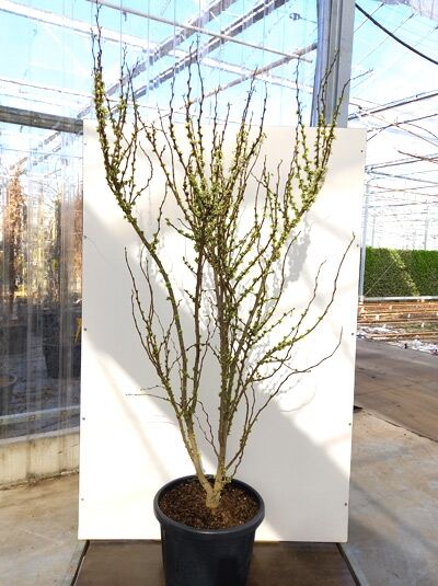 Weißblühender chinesischer Judasbaum 'Shirobana' (Cercis chinensis 'Shirobana') 175-200 cm C50 im Topf, mehrtriebig mit Knospen.