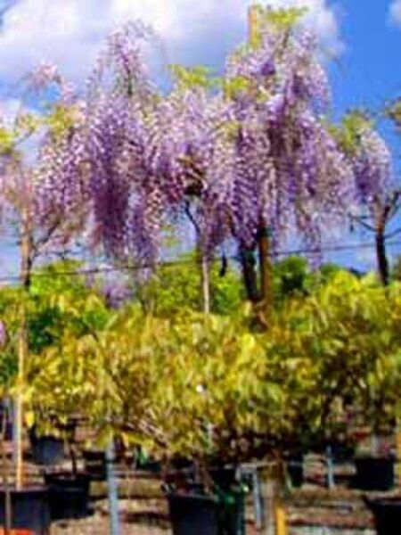 Wisteria sinensis 'Prolific' Dachform/Dachspalier / Blauregen