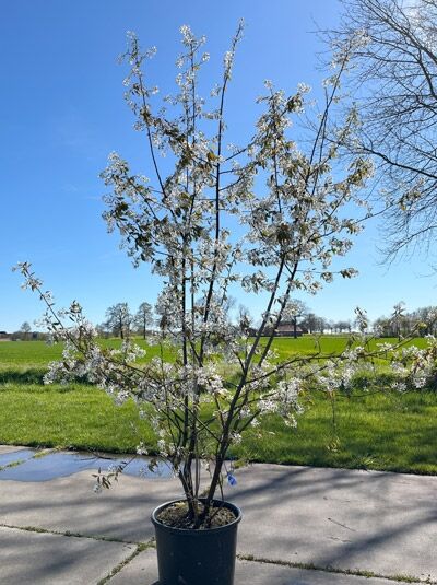 Kupfer-Felsenbirne 200 - 250 cm Schirmform / Amelanchier lamarckii (1567299)