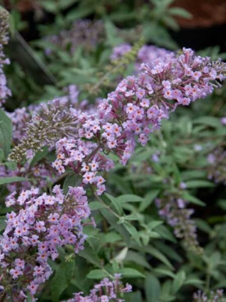 Sommerflieder 'Nanhoensis' / Buddleja davidii 'Nanhoensis'