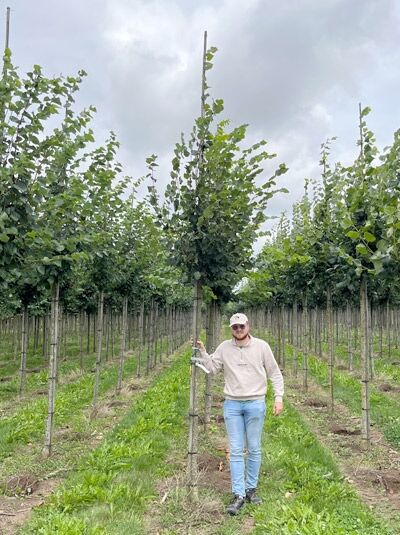 Tilia cordata 'Rancho' / Kleinkronige Winter-Linde, Hochstamm 12-14 StU mit Drahtballen, Baum mit Stützen und Laubkrone