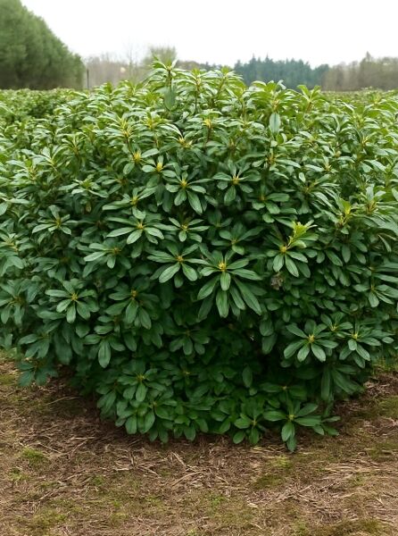 Rhododendron Hybride 'INKARHO English Roseum' / Rhododendron 'INKARHO English Roseum', 160-180 cm, Solitär im Ballen, grünes Laub
