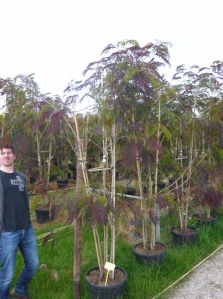 Roter Seidenbaum Albizia julibrissin 'Summer Chocolate', 175-200 cm, C50, mehrstämmig im Topf mit dunkelrotem Laub