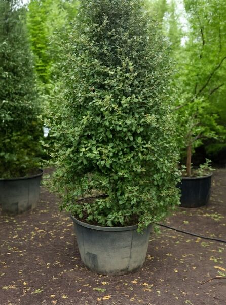 Quercus ilex (Stein-Eiche) 250–300 cm, Solitär im Container C150 mit dichtem, immergrünem Laub.
