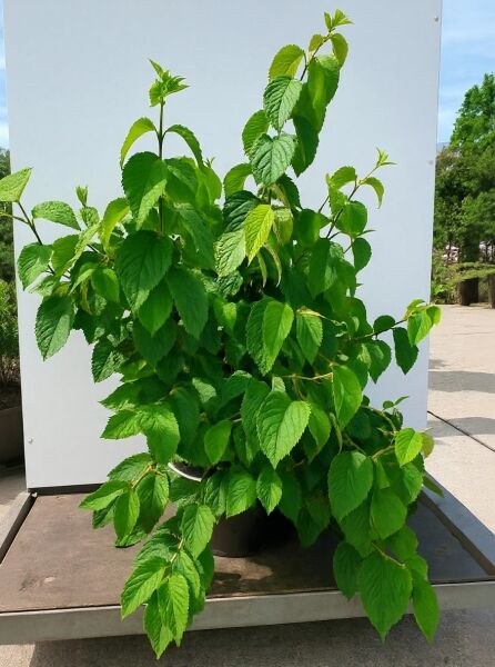 Viburnum plicatum 'Mariesii Great Star' / Japanischer Etagen-Schneeball, 80-100 cm C20, Strauch mit grünem Laub im Topf