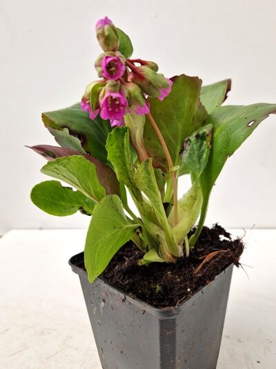 Herzblättrige Bergenie / Riesen-Steinbrech / Herzblättrige Bergenie / Riesen-Steinbrech