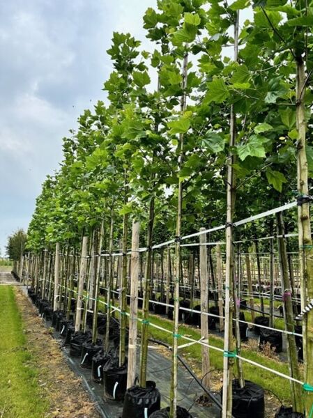 Ahornblättrige Platane / Platanus acerifolia