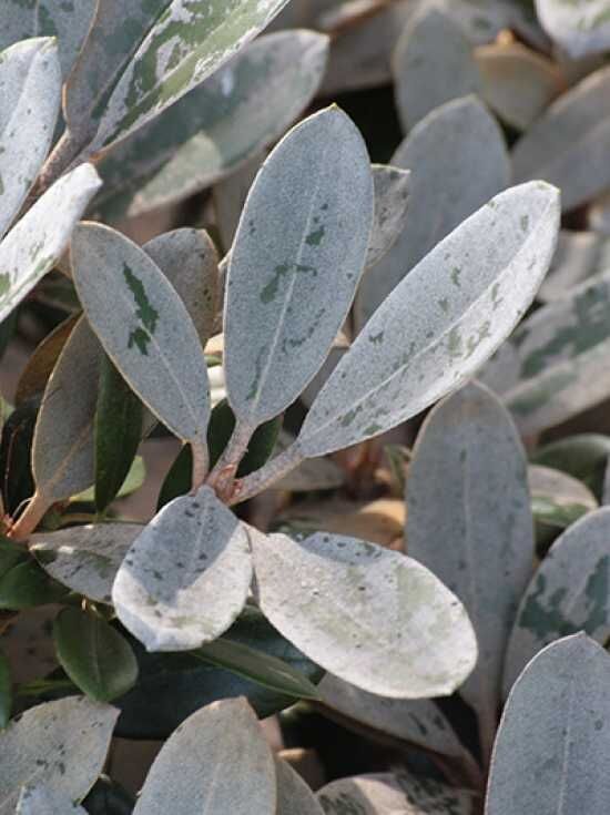 Rhododendron 'Silvervelours' - Rhododendron pachysanthum 'Silvervelours'