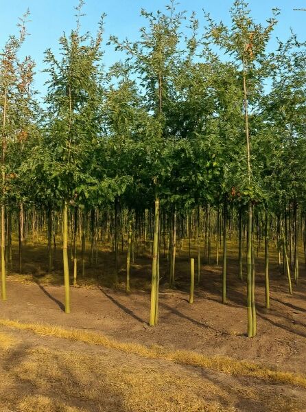 Quercus cerris (Zerr-Eiche, Türkische Eiche) Hochstamm 18-20 StU mit Drahtballen im Baumschulquartier