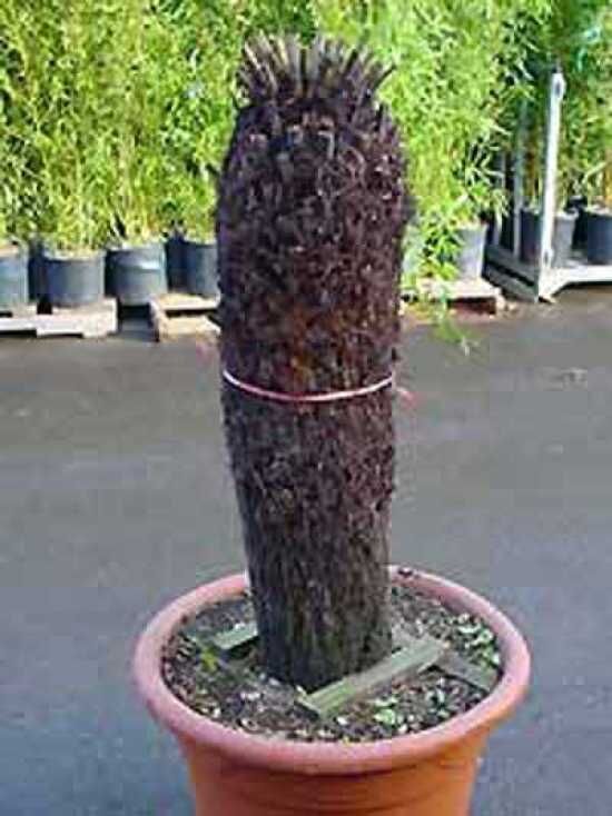 zimmerpflanze zwergpfeffer Zwergpfeffer Peperomia Obtusifolia Zimmerpflanze Ø11cm ↕15cm main image 1