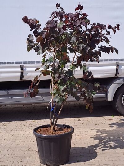 Judasbaum ’Ace of Spades’ mehrstämmig 175-200 cm  / Cercis ‘Ace of Spades‘ (874224)