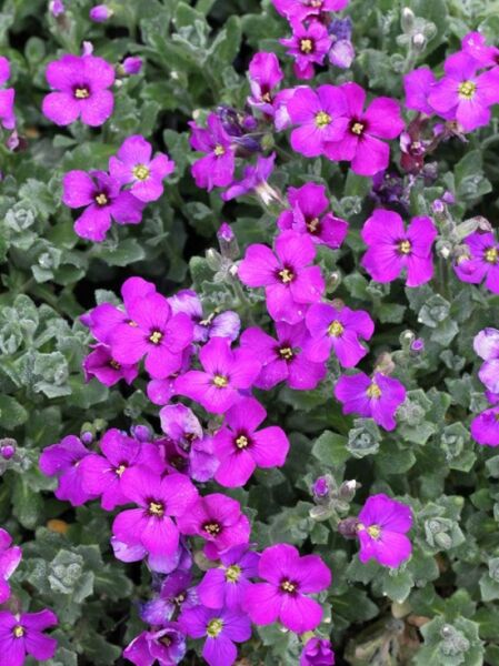 Blaukissen 'Drayton' / Aubrieta cultorum 'Drayton'