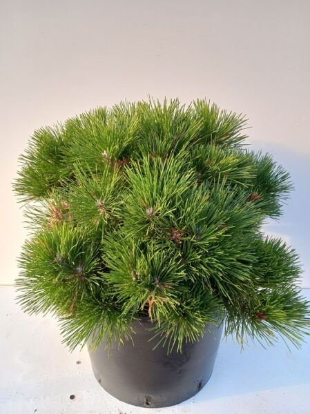 Japanische Schwarzkiefer 'Maijima' / Pinus thunbergii 'Maijima'