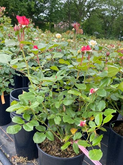 Strauchrose Rosa 'Kölner Flora' (Flora Colonia) C5 im Topf mit grünen Blättern und roten Knospen und Blüten