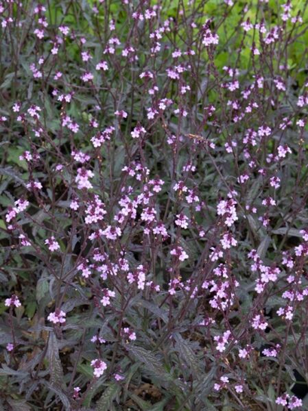 Echtes Eisenkraut 'Bampton' / Verbena officinalis 'Bampton'