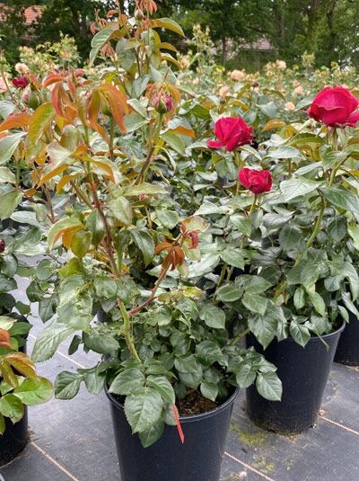 Rosa 'Ruby Kiss'® / Edelrose 'Ruby Kiss'® C5, Rosenpflanze im Topf mit roten Blüten und grünem Laub.