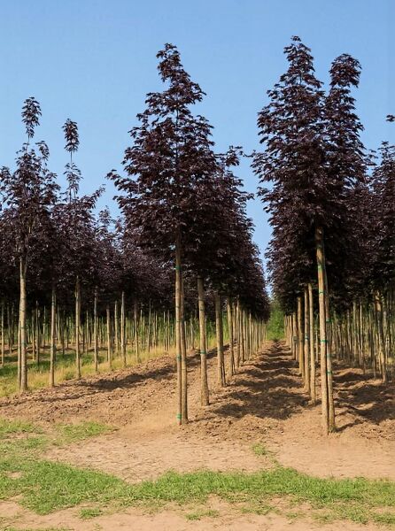 Blut-Ahorn (Acer platanoides 'Crimson King') Hochstamm 16-18 StU, mit dunkelrotem Laub in Reihen gepflanzt.