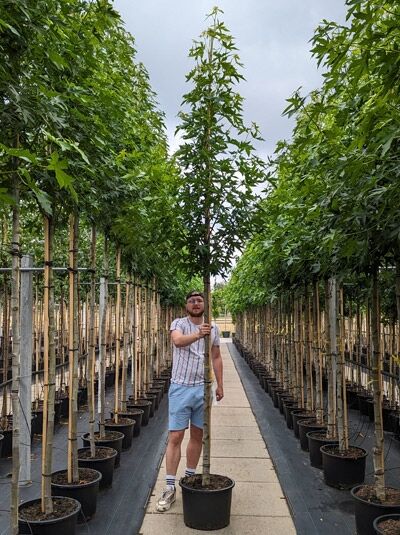 Amberbaum 'Worplesdon' / Liquidambar styraciflua 'Worplesdon'