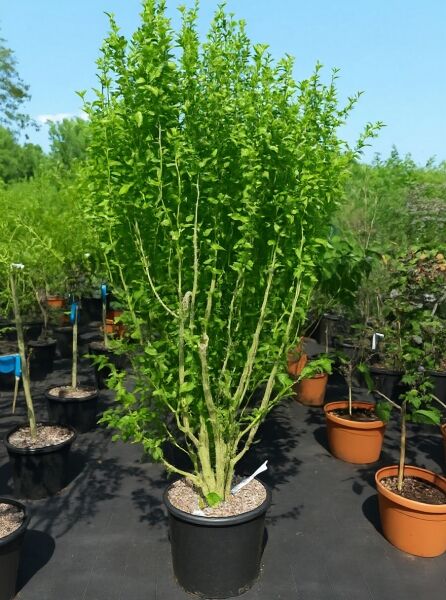 Garten-Eibisch (Hibiscus syriacus) 'Totus Albus' als mehrtriebiger Strauch im Container C70, ca. 200–250 cm hoch.