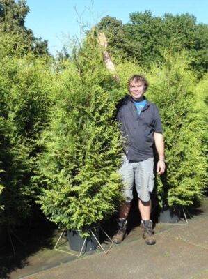 Große Thuja / Lebensbäume ab 300cm Größe günstig kaufen