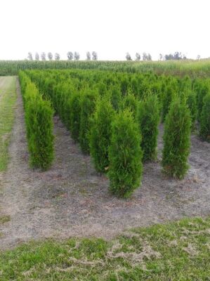 thuja heel Thuja 'Emerald Green' — Green Acres Nursery & Supply